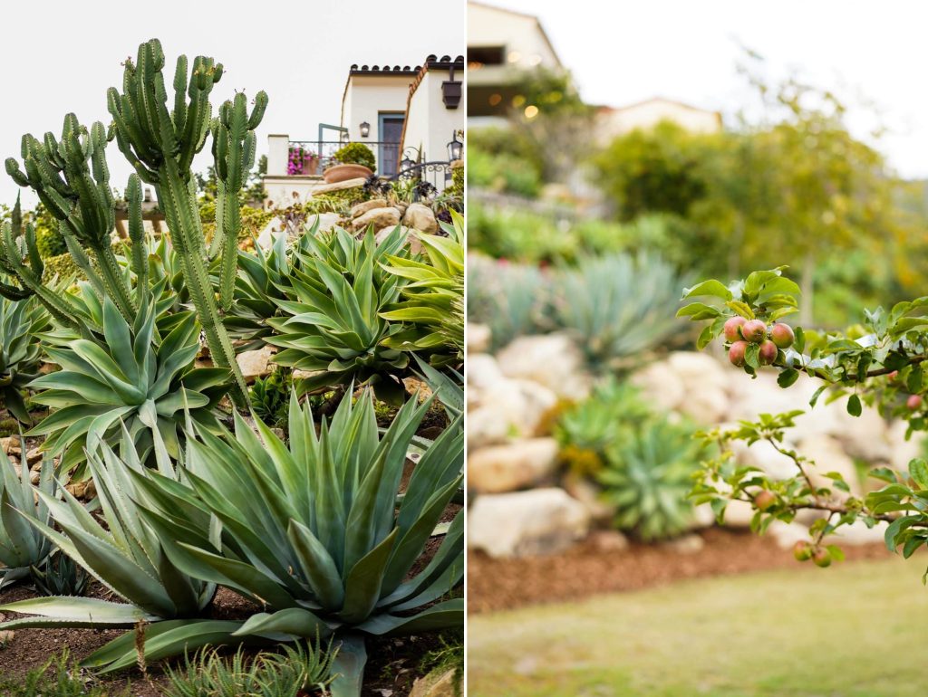 Abundant Fruit Trees Living the Property copy